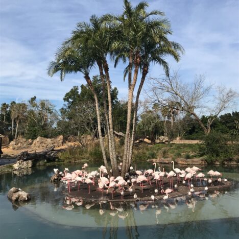 何が違うの？WDWのプーさんのハニーハント